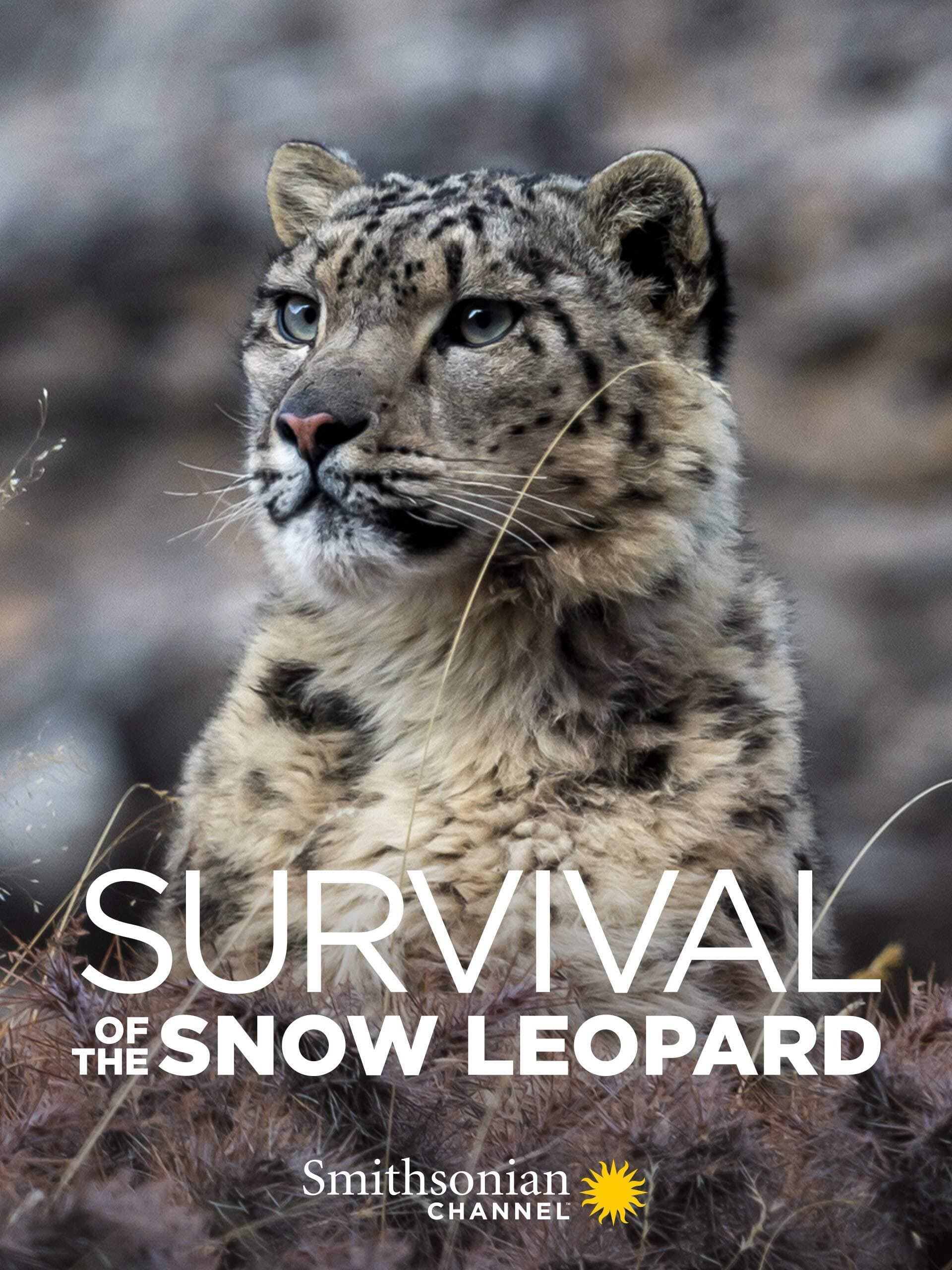 Xem phim Survival Of The Snow Leopard